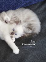 capítulo por capítulo baixar Isas kattungar