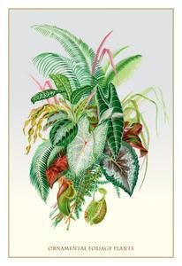 capítulo por capítulo baixar Ornamental Foliage Plants