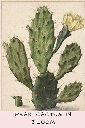Pear Cactus in Bloom: A beautiful copy of a vintage painting. This journal/notebook will make a great gift for mom and people who love plants. baixar livro de graça