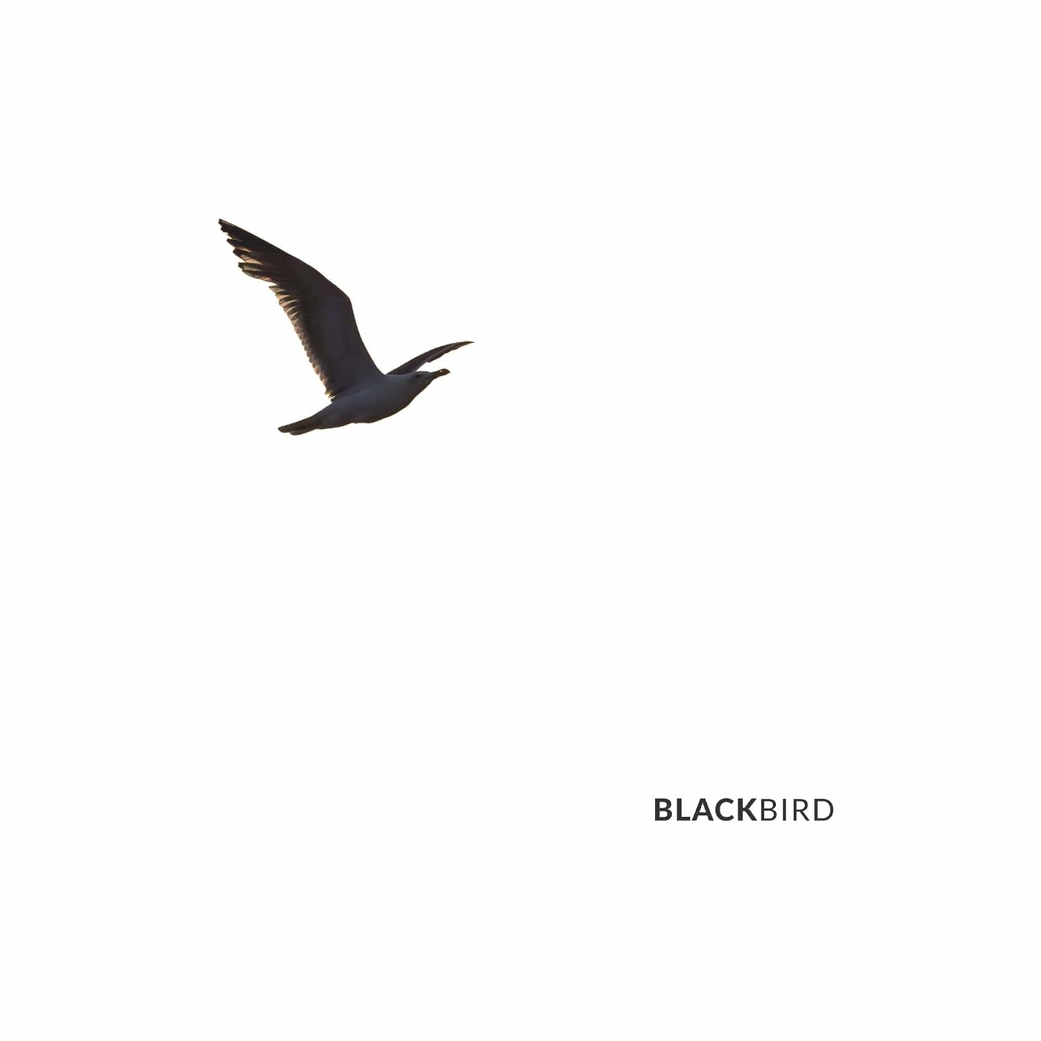 ler totalmente Blackbird