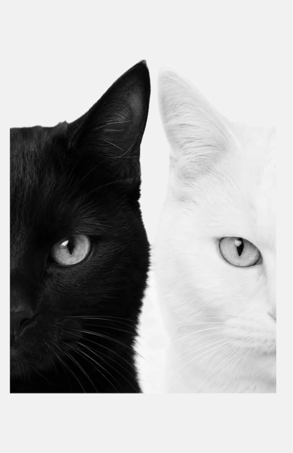 ler totalmente Dual Whiskers: Cute Cat Notebook