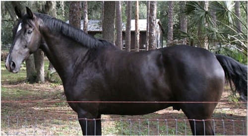 Equine Kissing Spine (English Edition) baixar livro de graça
