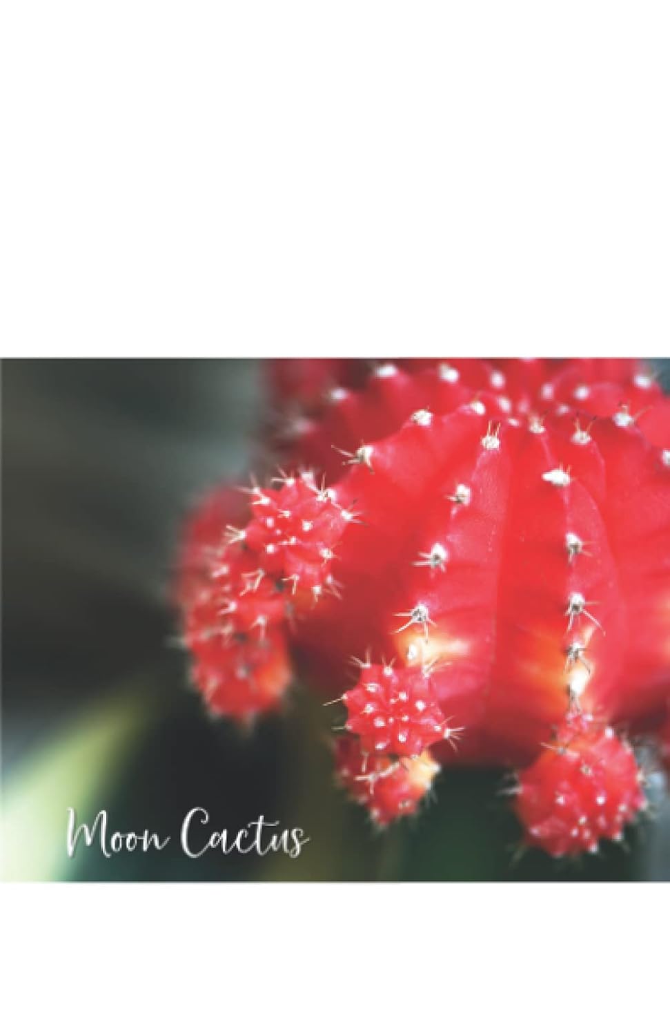 Moon Cactus: Red Cactus Image, 5.5x8.5 College Ruled Writing Journal baixar o livro de graça