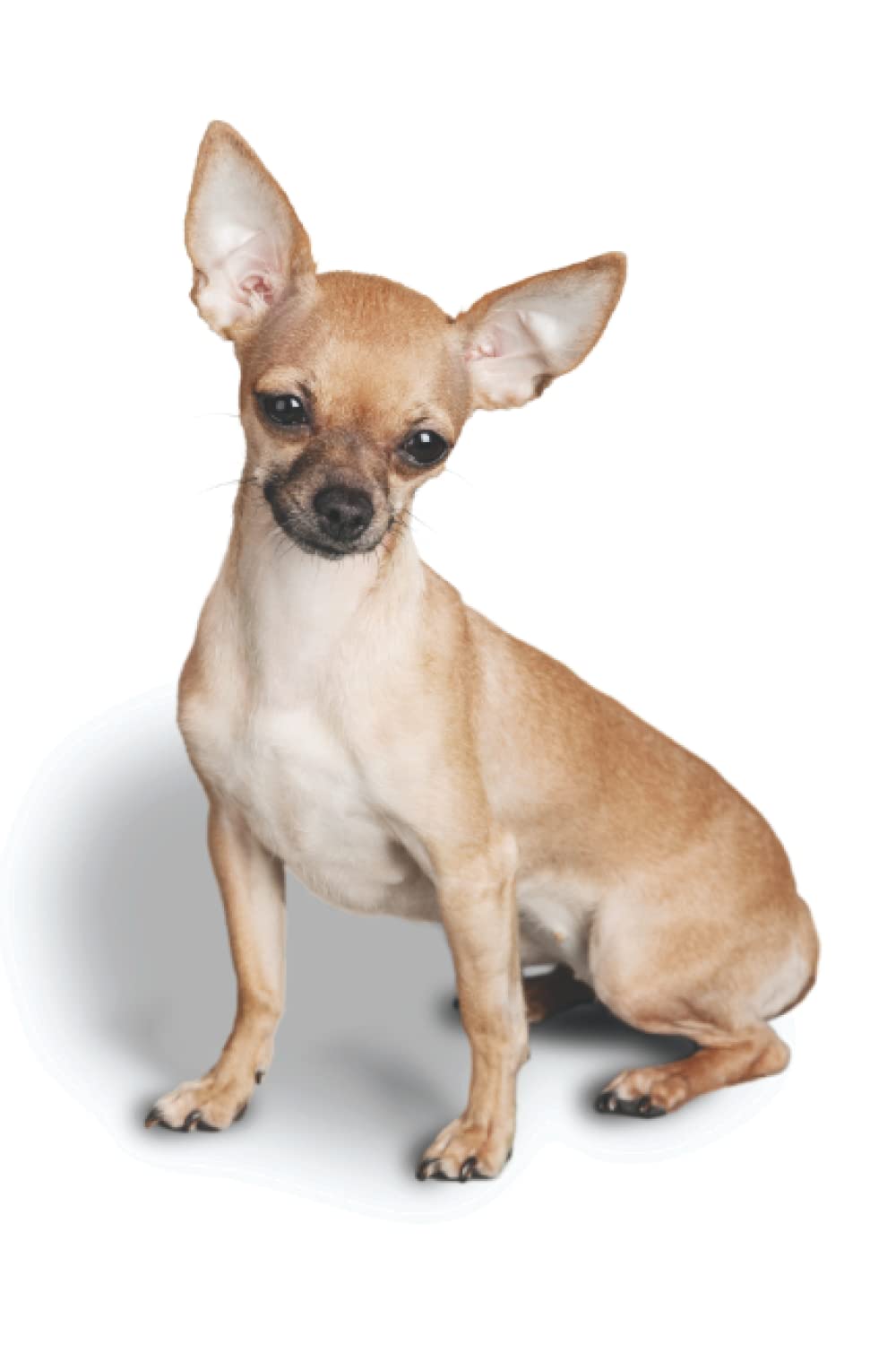 Chihuahua Lover's Journal: For Continual Self-Improvement and Focus baixar livro de graça