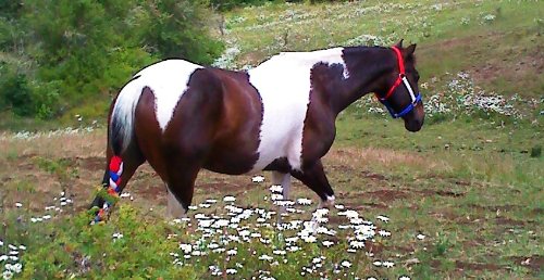 capítulo por capítulo baixar Bugsy (The Wanted Horses of Forest Trails Book 2) (English Edition)