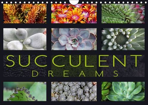 ler totalmente Succulent Dreams 2016: Beautiful portraits of selected succulents