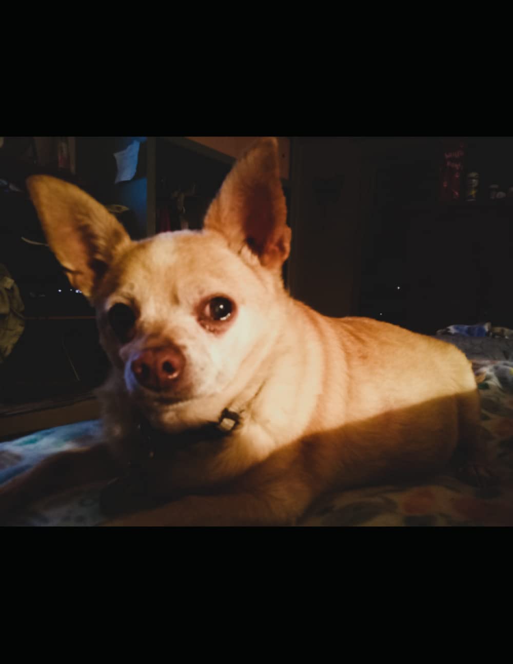 ler totalmente Chihuahua Love Notebook