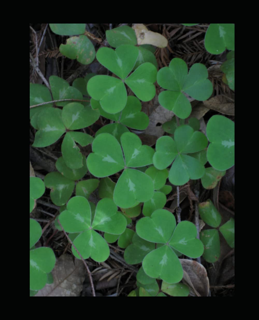 CLOVER COMPOSITION NOTEBOOK: CLOVER THEME FOR IRISH, LUCKY, LUCK, SAINT PATRICK'S DAY, COMPOSITION BOOK, COLLEGE RULED, 7.5"X9.25", 100 PAGES, JOURNAL... KIDS, TEENS, ADULTS, TEACHER, BOYS, GIRLS baixar o livro de graça