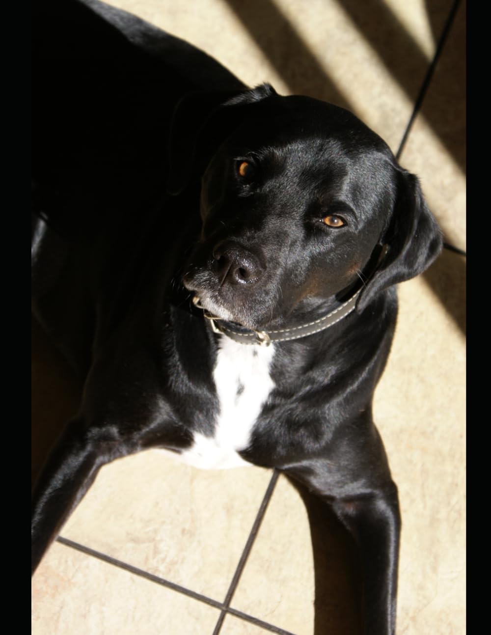 ler totalmente Black Ideas: Dog (Portuguese Edition)