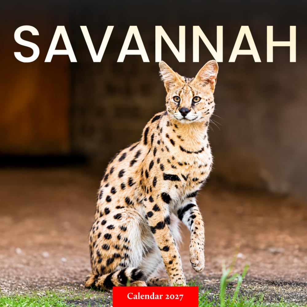 capítulo por capítulo baixar Savannah Cat Calendar 2027: Spotted Cat Photography