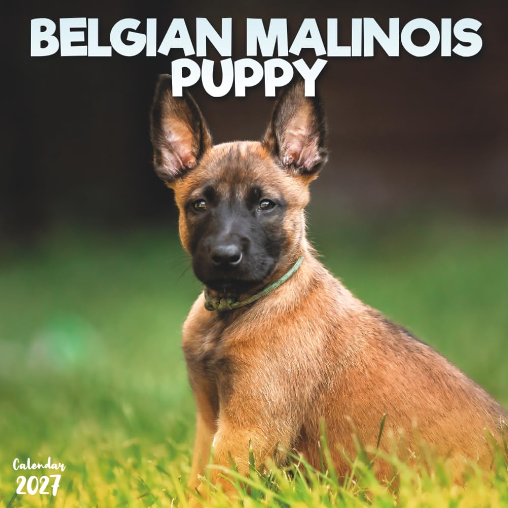 ler totalmente Belgian Malinois Puppy 2027 Calendar: 12 Months of Malinois Puppies and Young Dogs