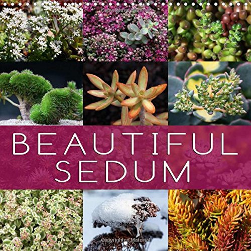 ler totalmente Beautiful Sedum 2017: Portraits of Beautiful Sedum Varieties