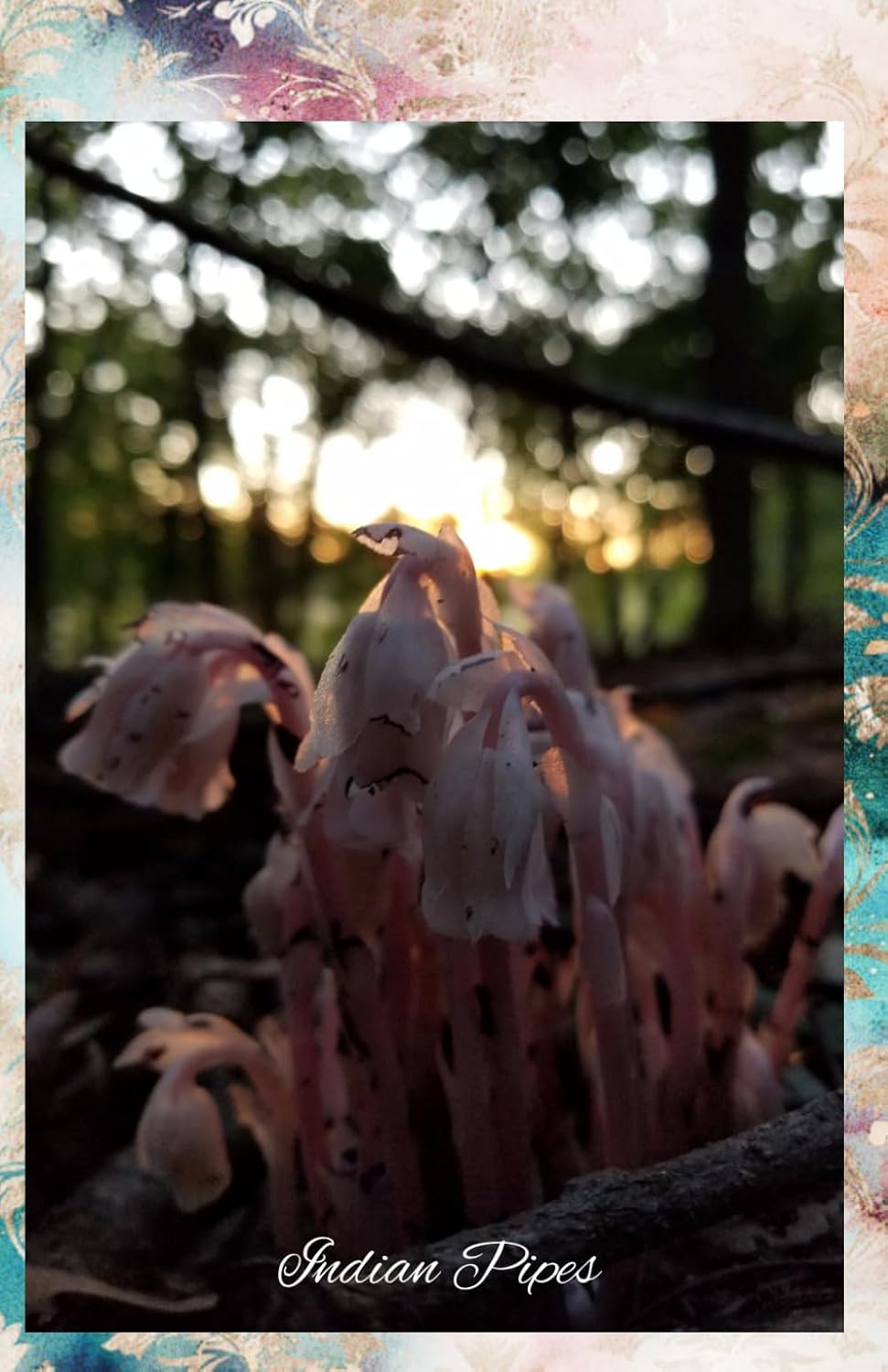 Indian Pipes: Journal/Planner baixar livro de graça