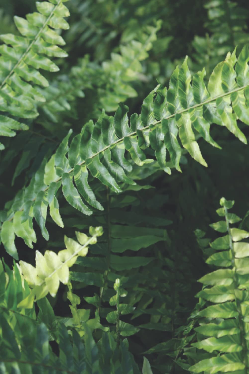 capítulo por capítulo baixar Lined Notebook Journal | Verdant Fern Leaves and Branches Growing in Forest, Texture and Light Cover | Polypodiopsida | Polypodiophyta | 175 pages | 6" x 9" |