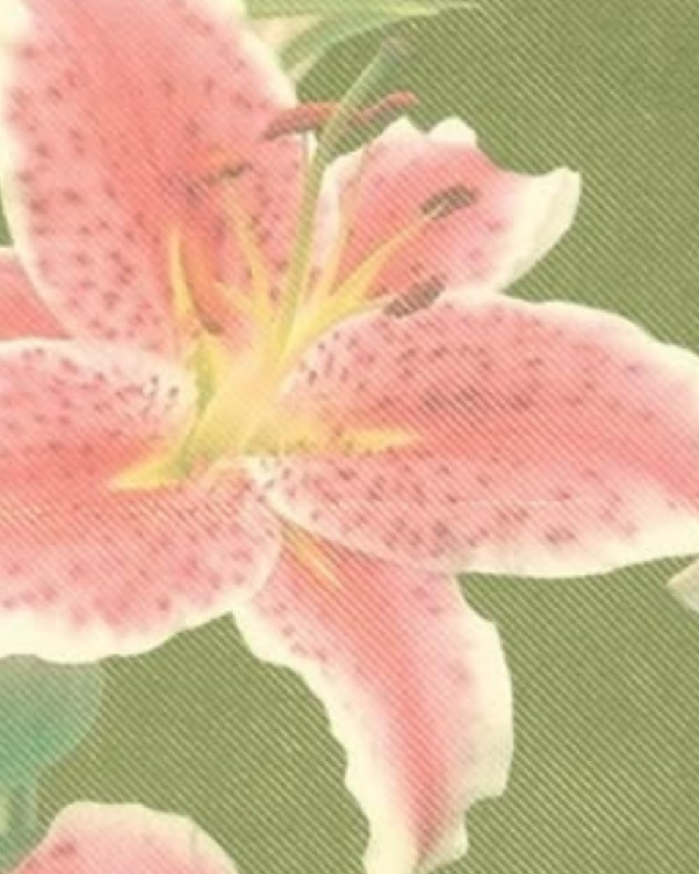 capítulo por capítulo baixar Green and Pink Lily NoteBook