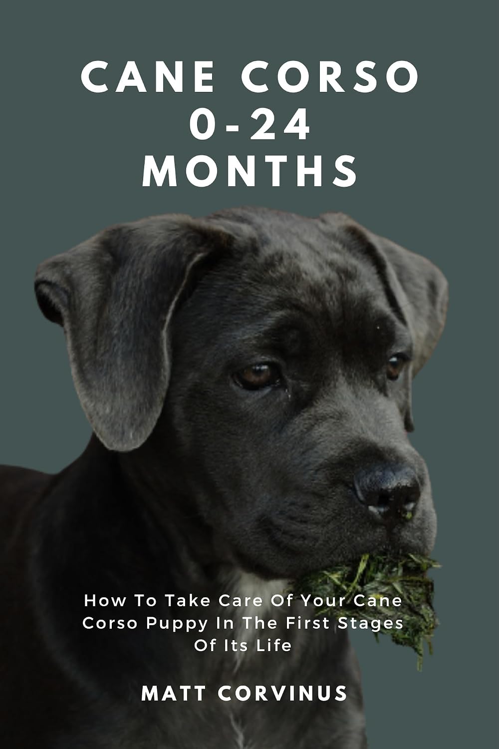 Cane Corso 0-24 Months: How To Care For Your Cane Corso Puppy Through The First Stages Of Its Life (English Edition) baixar livro de graça