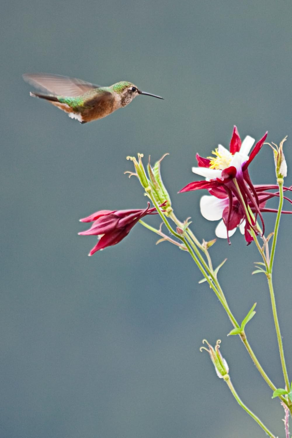 Hummingbird and Columbine