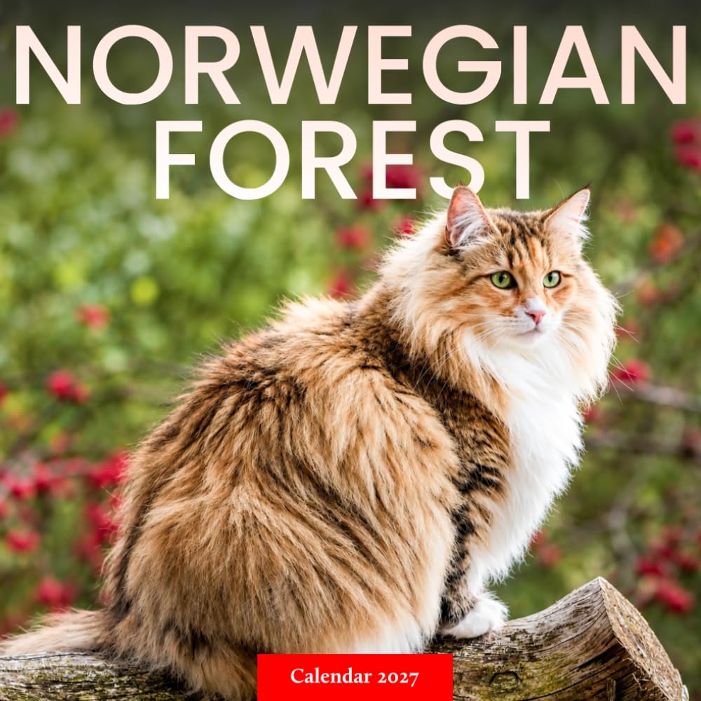 capítulo por capítulo baixar Norwegian Forest Cat Calendar 2027: Longhaired Cat Photography
