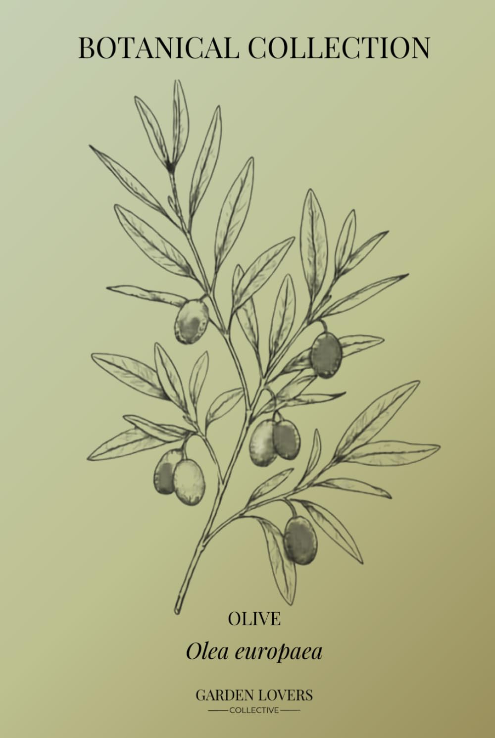 capítulo por capítulo baixar OLIVE: Botanical Notebook Featuring Olea europaea (The Botanical Collection)