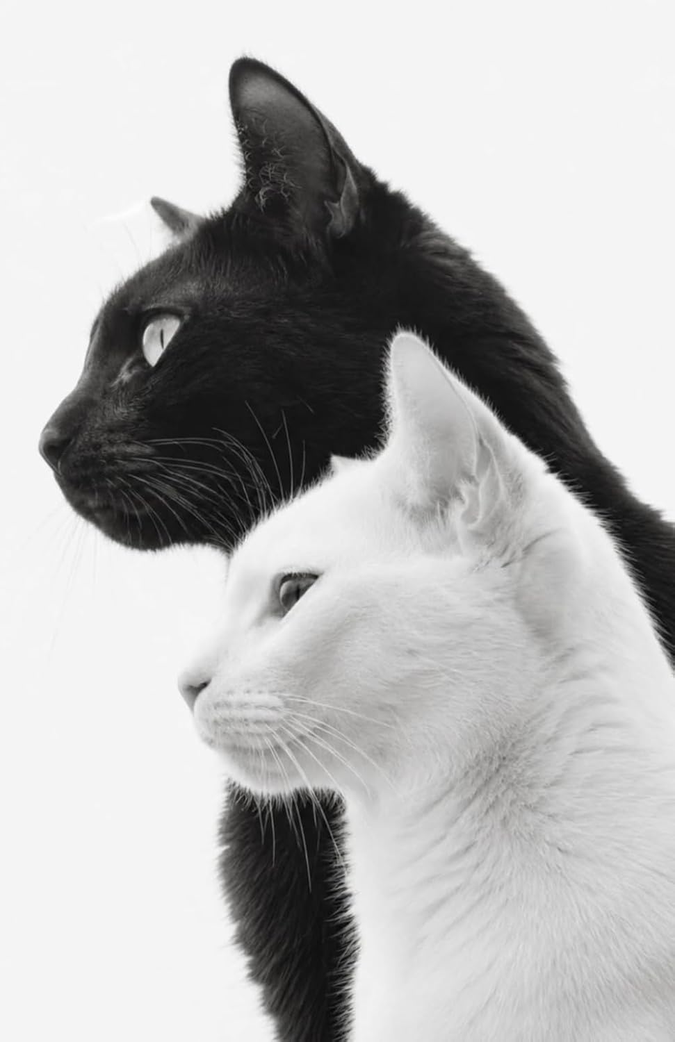 capítulo por capítulo baixar Dual Whiskers: Cute Cat Notebook