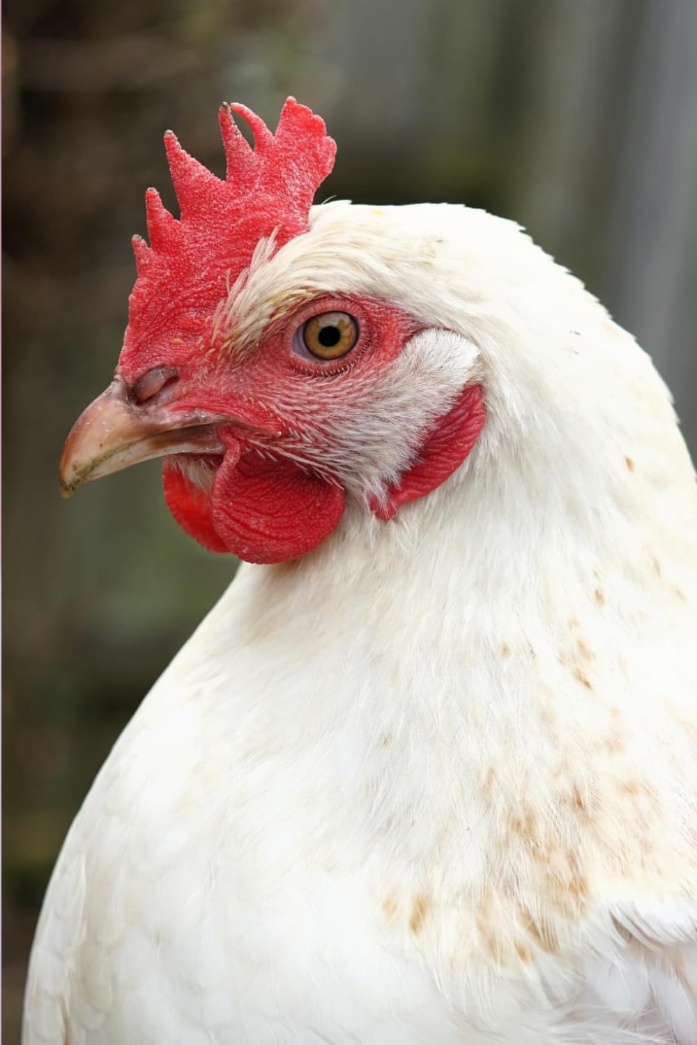 ler totalmente Chicken Notebook: 100 Pages, 6 x 9 Inch, Lined Journal for Chicken Lovers