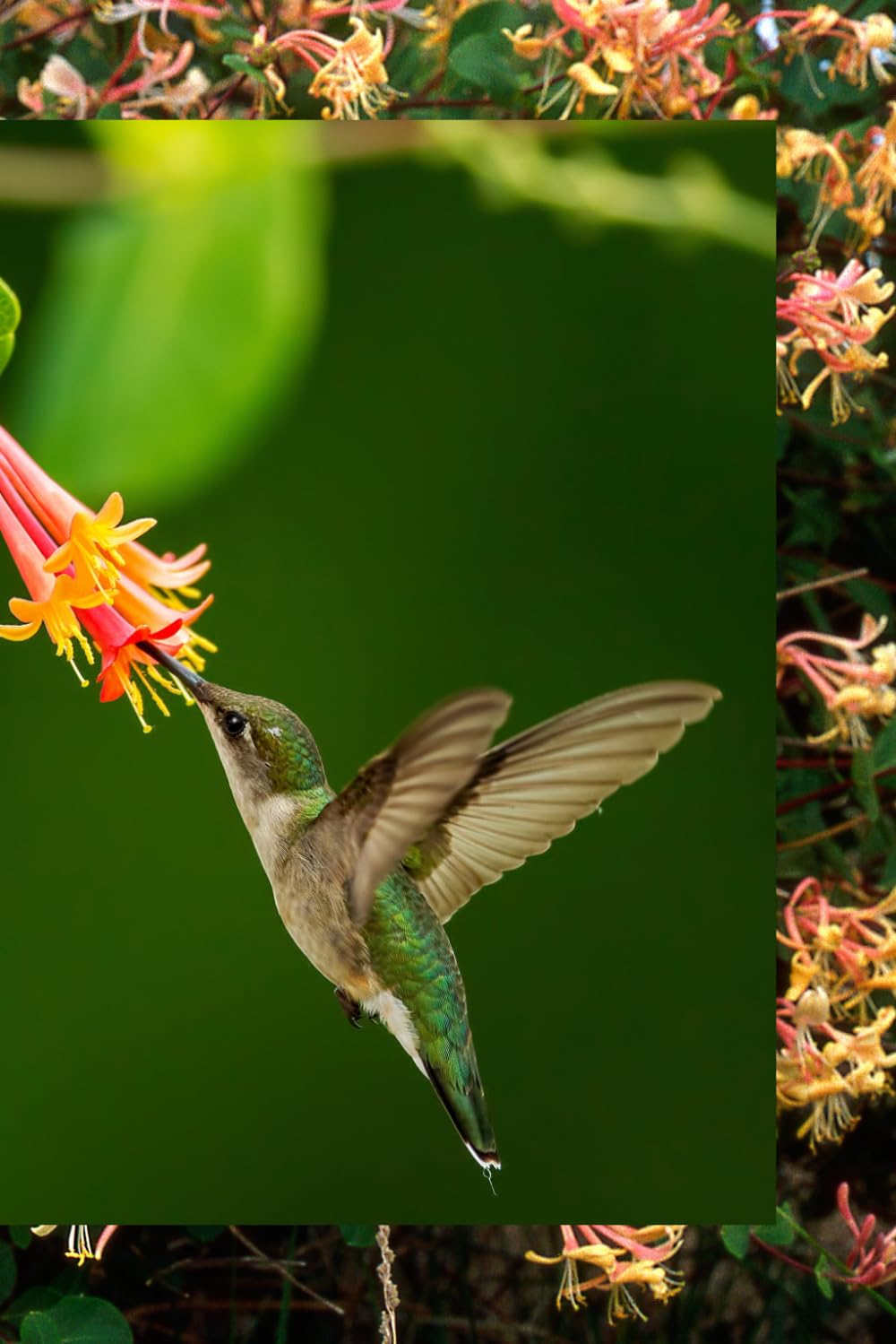 Hummingbird and Honeysuckle