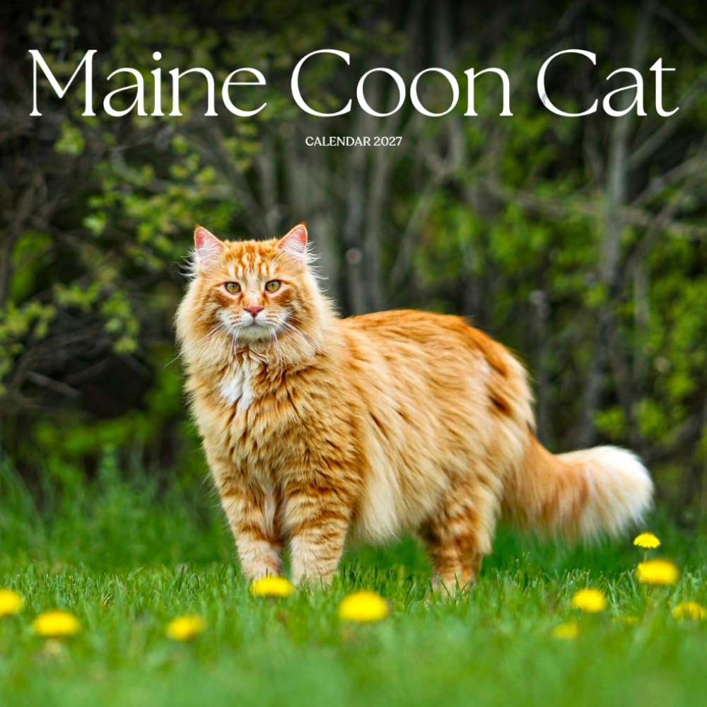 Maine Coon Cats Calendar 2027: Large Cat Portraits and Breed Scenes baixar livro de graça