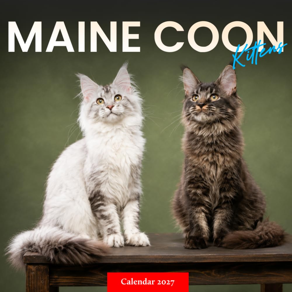 capítulo por capítulo baixar Maine Coon Kittens Calendar 2027: Playful Kitten Photography