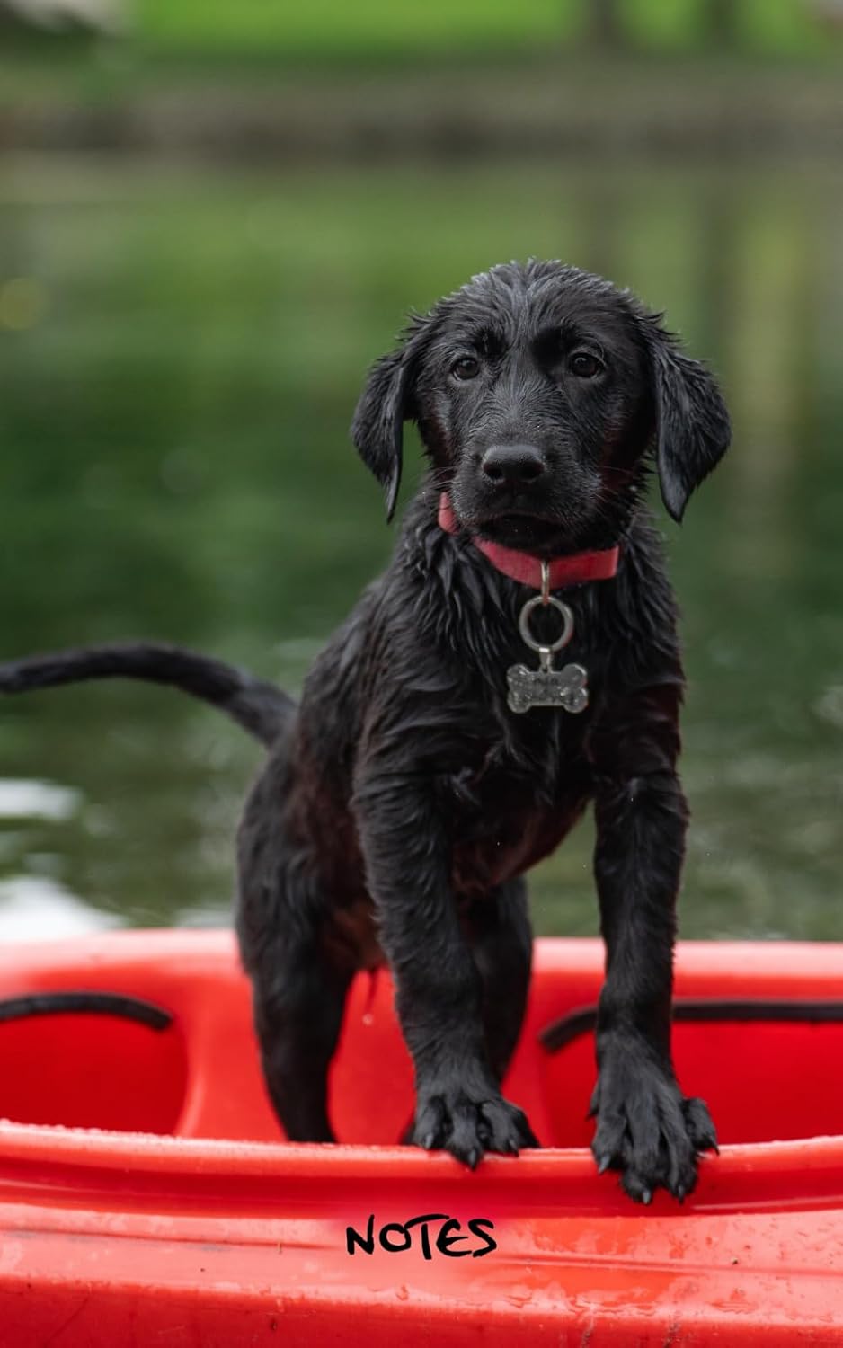 Black Lab Puppy Notebook: A Lined Journal to Use as a Diary, a Home or Office Notepad, or for Journalling Your Canine Adventures baixar livro de graça