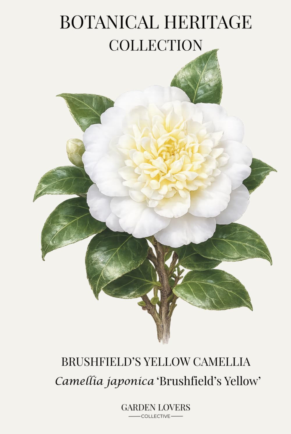 Brushfield's Yellow Camellia: A Botanical Heritage Collection Notebook Featuring Camellia japonica 'Brushfield's Yellow' baixar livro de graça