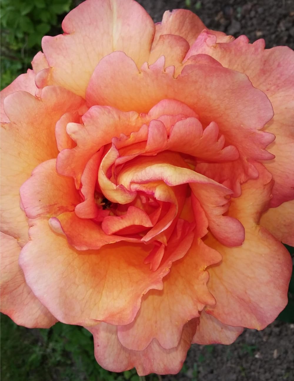 capítulo por capítulo baixar Real Garden Rose Notebook: Peach Floral Lined Journal for Women, 100 Pages, 8.5 x 11 Large, Authentic Flower Photography Cover: vol.1