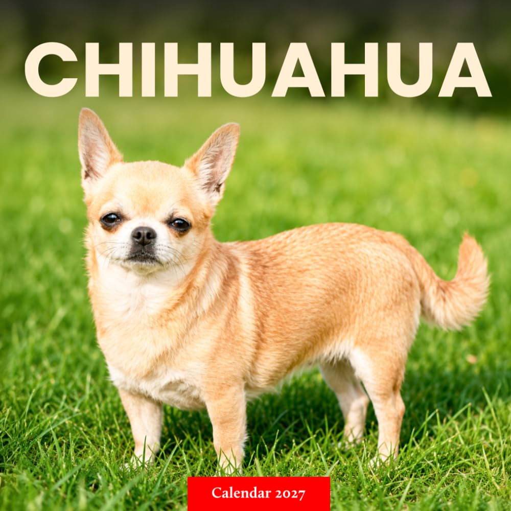 Chihuahua Dogs Calendar 2027: Small Dog Photography