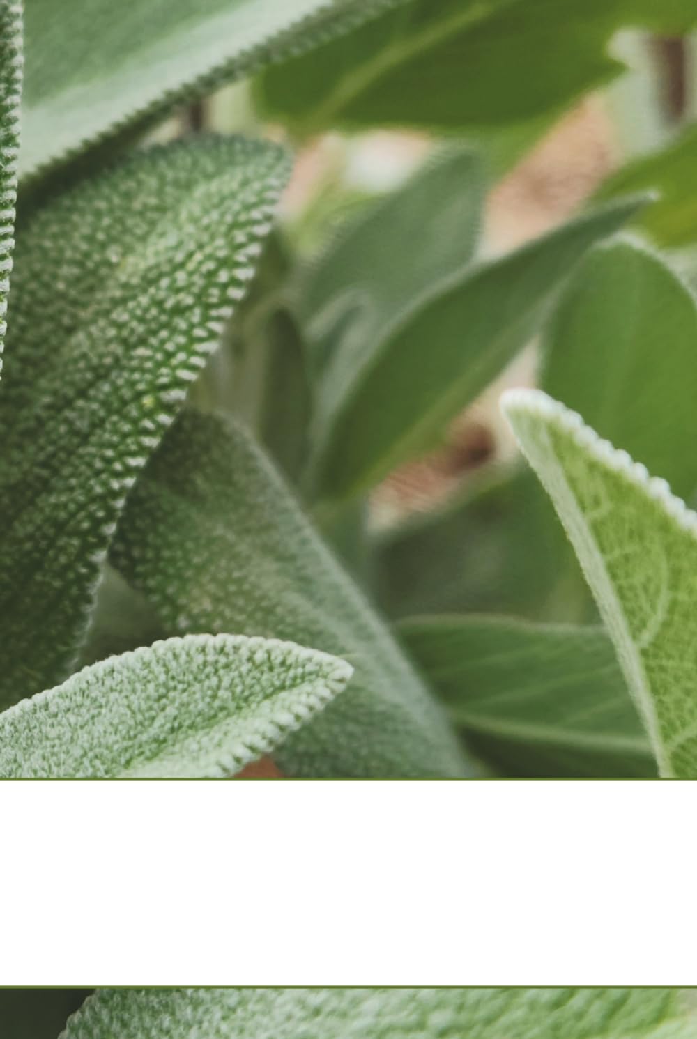 Salvia Officinalis Notebook: Earth Provides Nature Series baixar o livro de graça