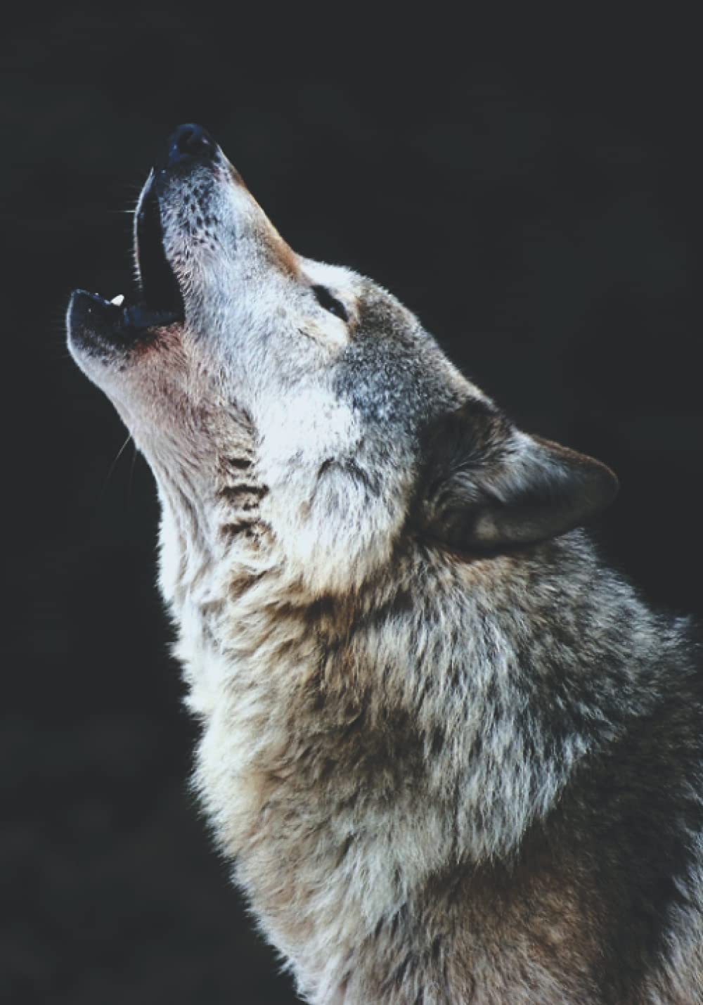 ler totalmente Notebook: Big wolf, black background, it's barking, 7 x 10 in (17.78 x 25.4 cm) 100 pages