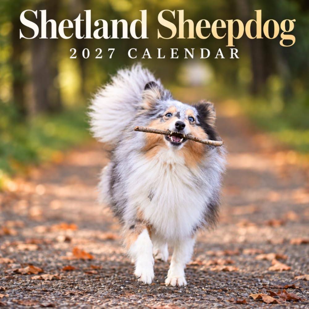 Shetland Sheepdog Calendar 2027: Herding Dog Photography