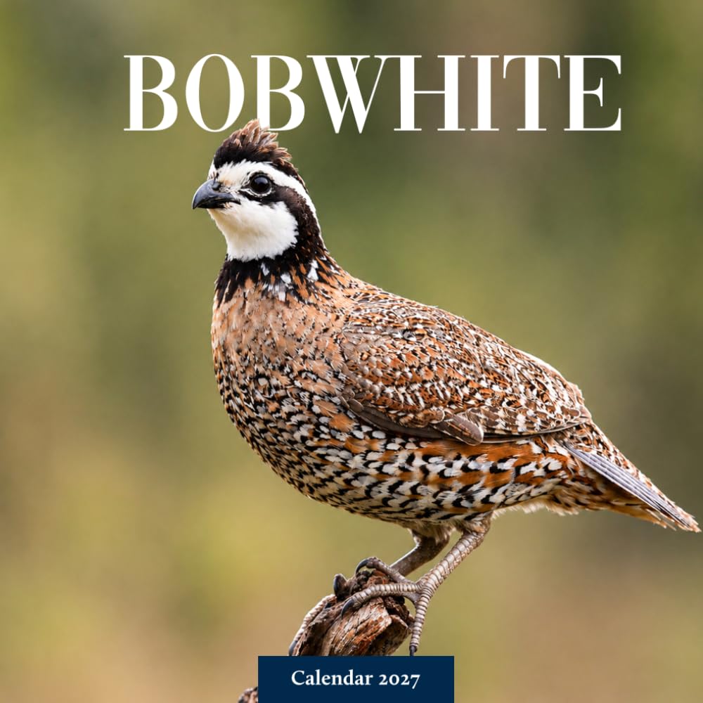ler totalmente Bobwhite Calendar 2027: Quail and Grassland Bird Photography