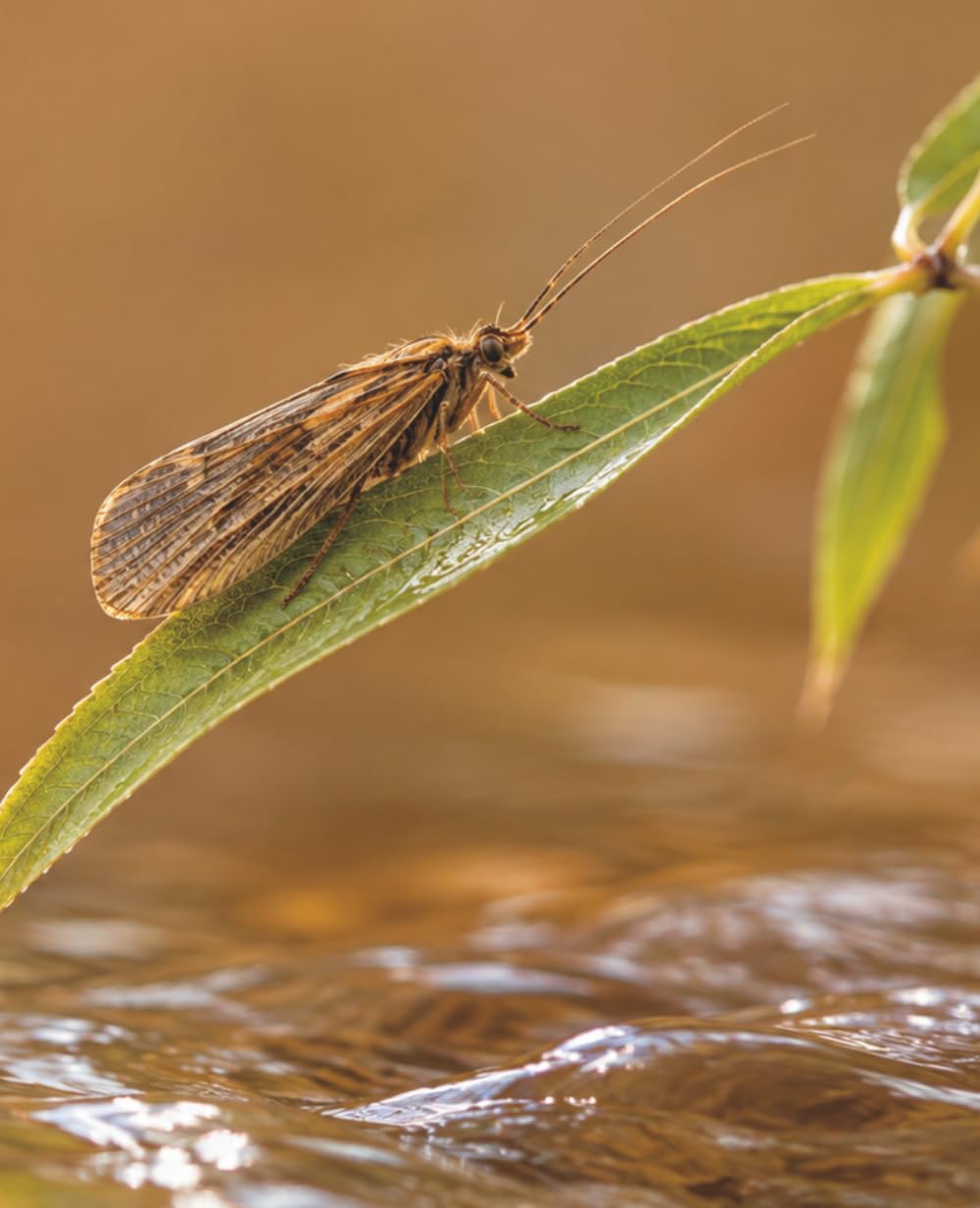 ler totalmente Fishing Stories: The Caddisfly Composition Notebook for People Who Live to Fish (120 Pages, Wide Ruled)