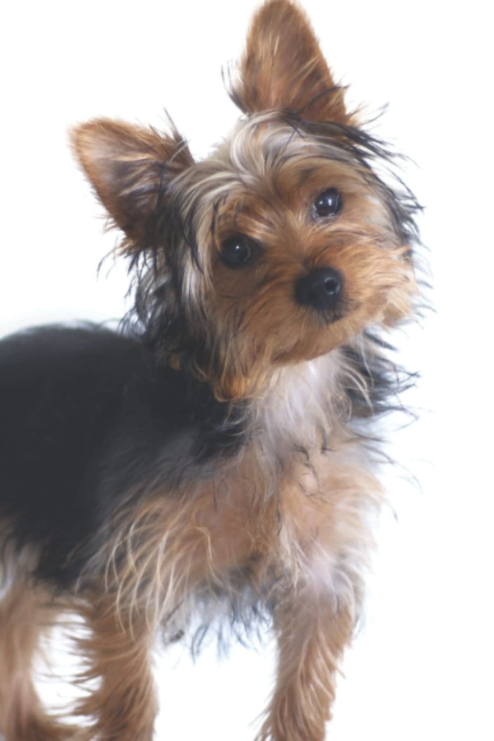 Yorkie Lover's Journal: For Continual Self-Improvement and Focus
