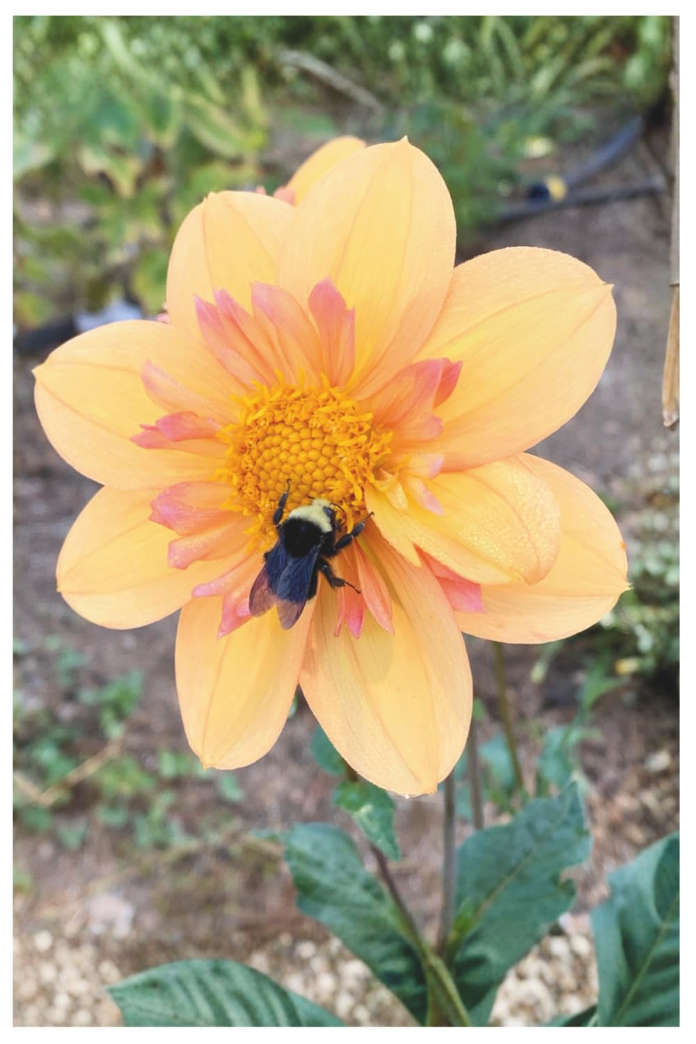Amazing Dahlias Hard Cover Notebook 250 lined pages: Kelsey Annie Joy baixar o livro de graça