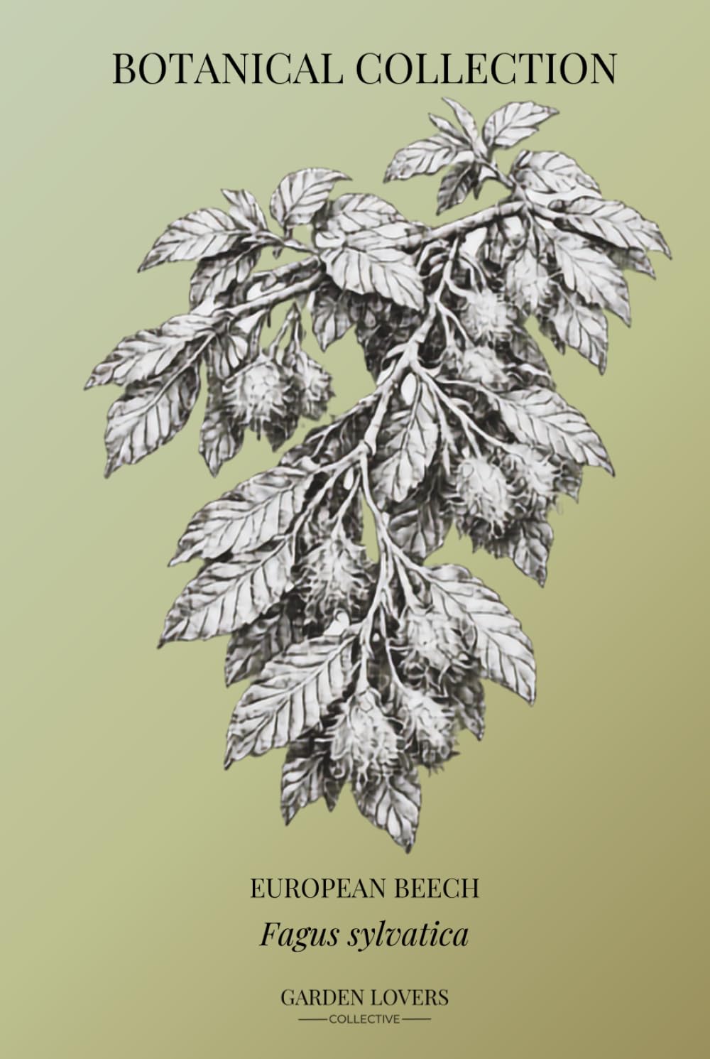 EUROPEAN BEECH: Botanical Notebook Featuring Fagus sylvatica (The Botanical Collection) baixar o livro de graça
