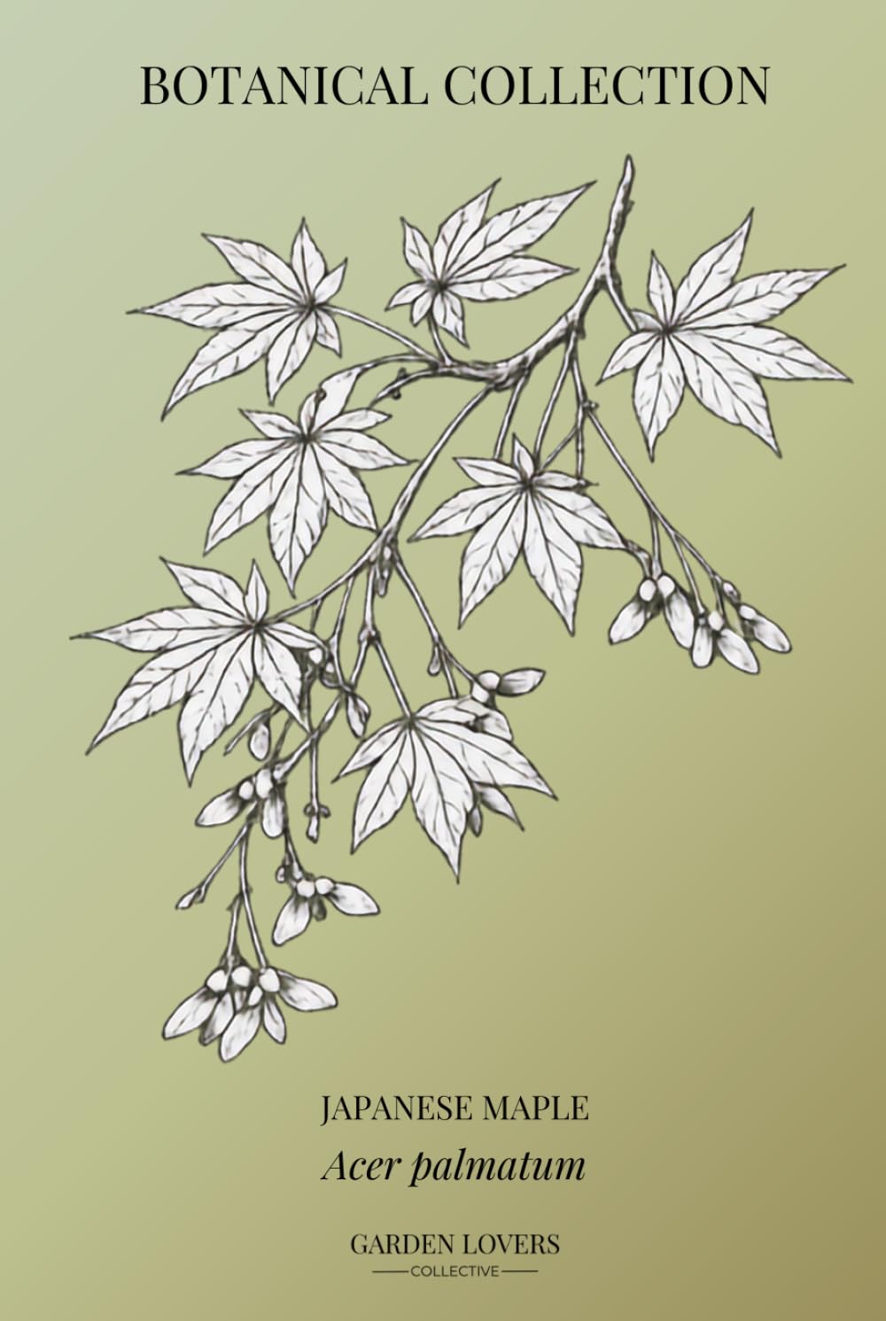capítulo por capítulo baixar JAPANESE MAPLE: Botanical Notebook Featuring Acer palmatum (The Botanical Collection)
