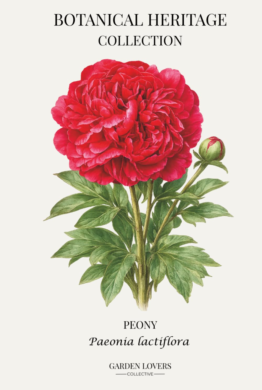 capítulo por capítulo baixar Peony: A Botanical Heritage Collection Notebook Featuring Paeonia lactiflora