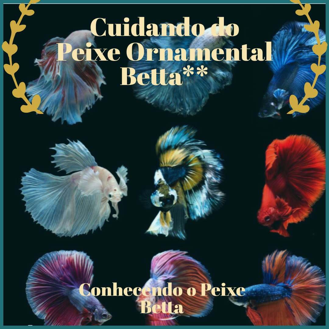 capítulo por capítulo baixar Cuidando do Peixe Ornamental Betta**: Conhecendo o Peixe Betta (Tudo sobre peixes ornamentais Livro 1)