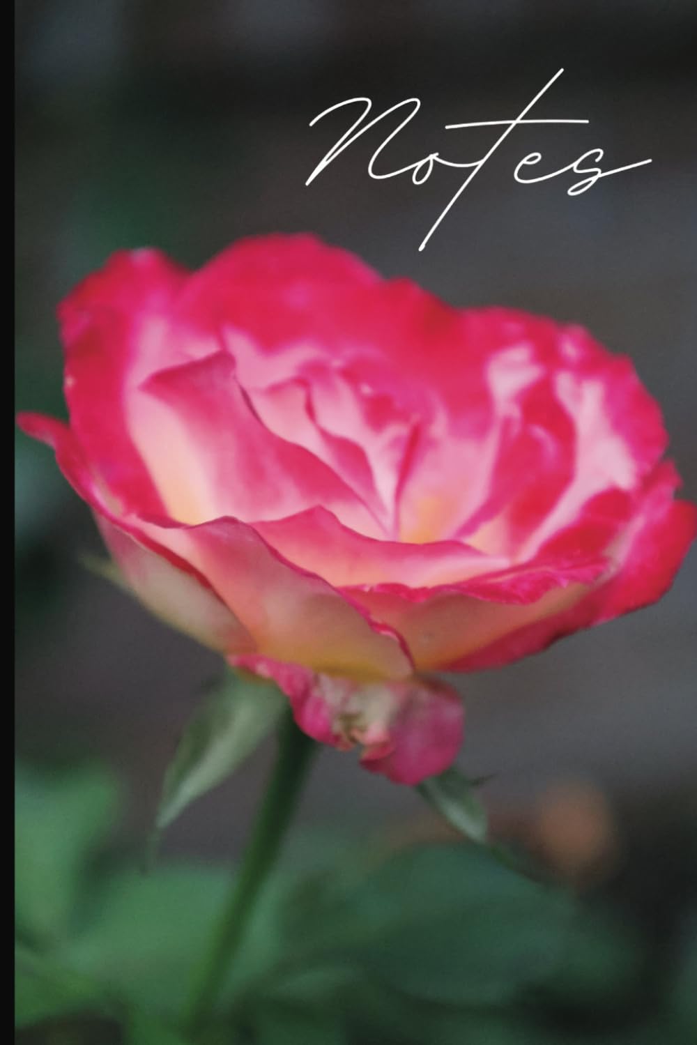 ler totalmente Nature Notebook: Pink Rose; College Ruled Notebook, Circle Date Header, 6 x 9 in., 200 pages, For kids, teens, women, and more.