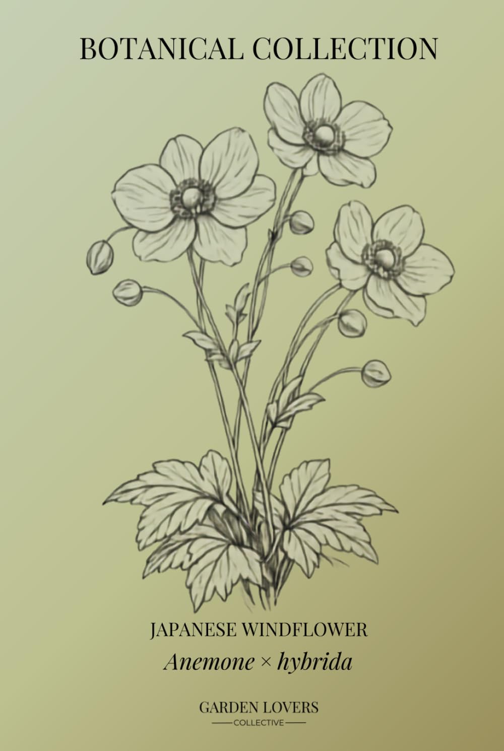 capítulo por capítulo baixar JAPANESE WINDFLOWER: Botanical Notebook Featuring Anemone × hybrida (The Botanical Collection)