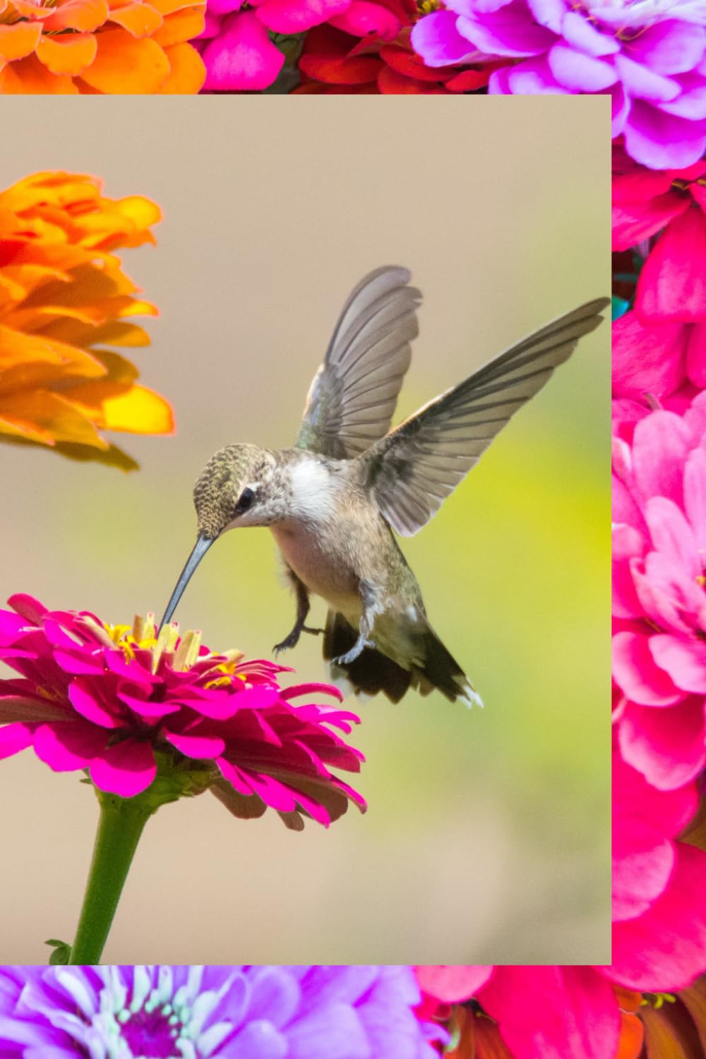 Hummingbird and Zinnias