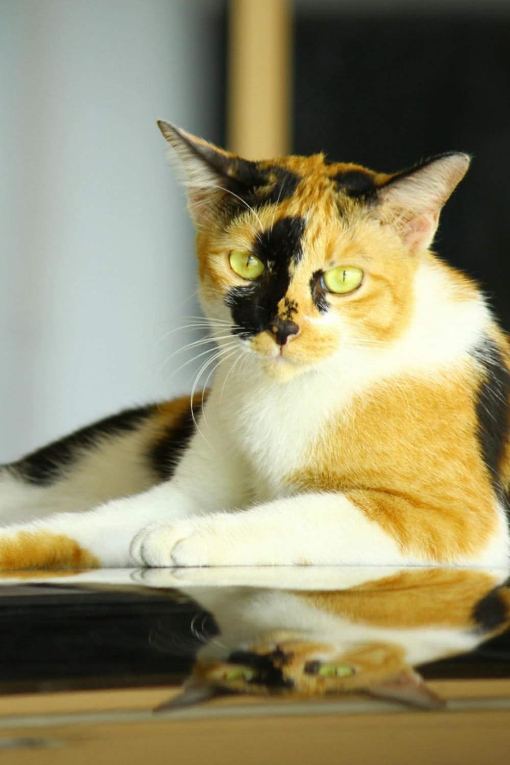 ler totalmente Funny Cat, Notebook: Positive Affirmation And Funny Notebook