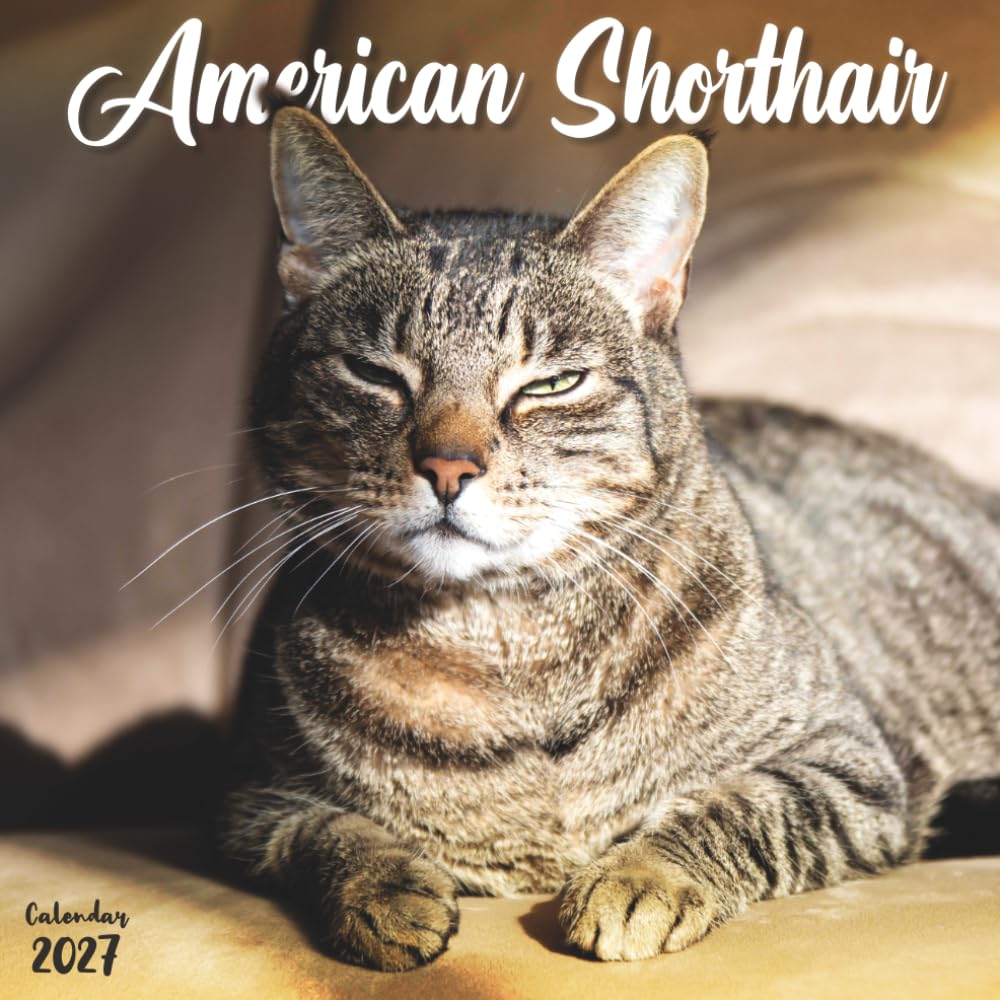 ler totalmente American Shorthair 2027 Calendar: 12 Months of Classic Cats and Cozy Companions
