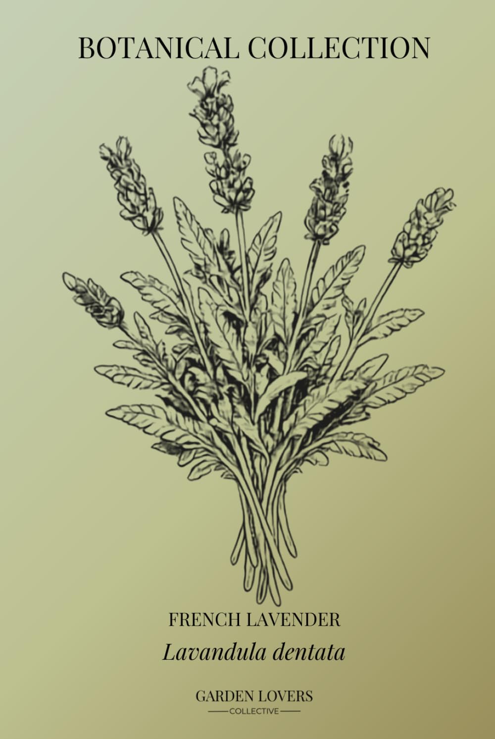 ler totalmente FRENCH LAVENDER: Botanical Notebook Featuring Lavandula dentata (The Botanical Collection)