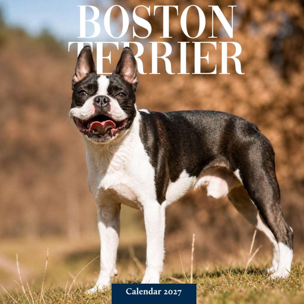 Boston Terrier Calendar 2027: Boston Terrier Dog Photography
